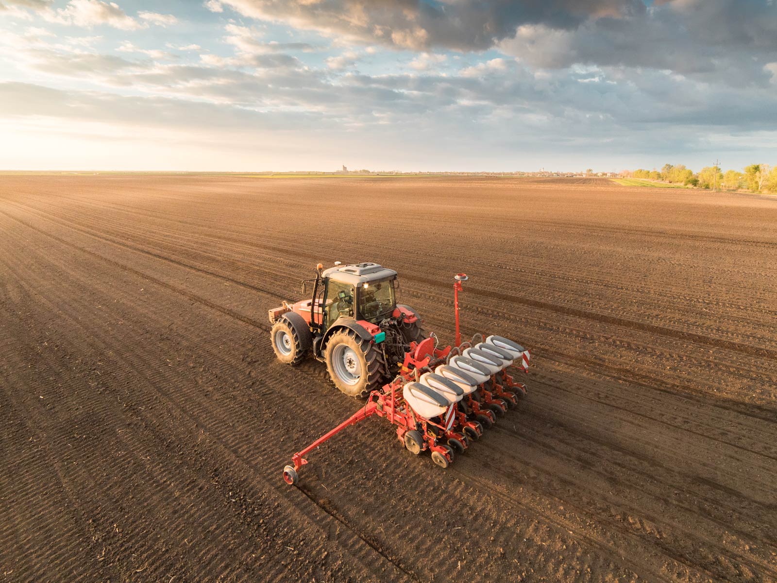 produzione sementi da germoglio