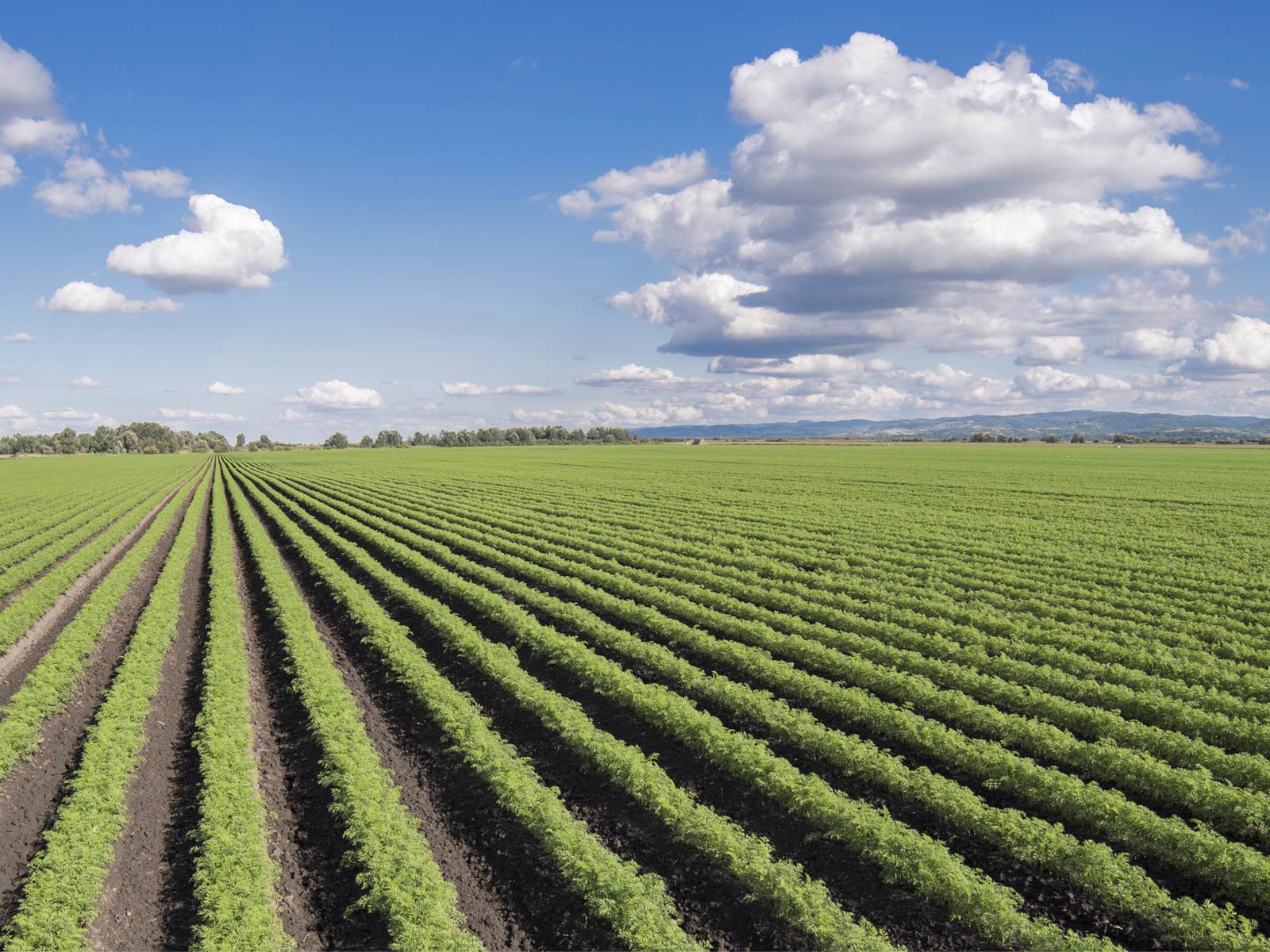 vendita sementi biologiche