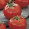 tomato ace 55 vf seeds production