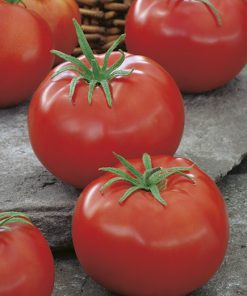 tomato ace 55 vf seeds production