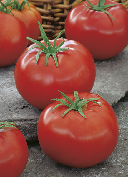 tomato ace 55 vf seeds production