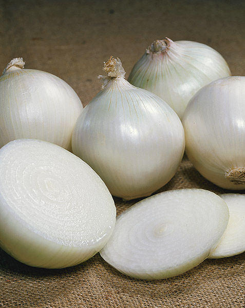 onion white agostana di chioggia seeds production