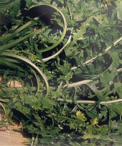 chicory agrio white seeds production