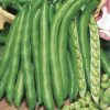 broad bean aguadulce supersimonia sel. fortore seeds production