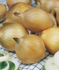 onion yellow ailsa craig seeds production
