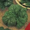spinach america seeds production