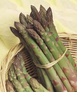 asparagus argenteuil seeds production