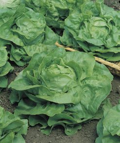 lettuce attraction seeds production
