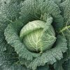 savoy cabbage aubervillers seeds production