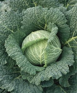 savoy cabbage aubervillers seeds production