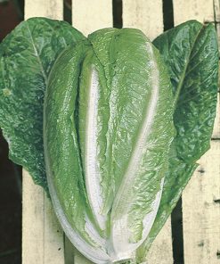 lettuce aurelia seeds production