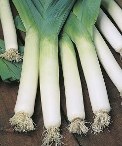 leek autumn giant seeds production