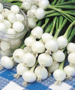 onion white aviv seeds production