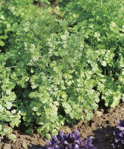 coriander bac lieu seeds production