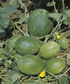produzione semi carosello del sud italia barattiere
