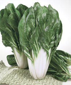 produzione semi bietola a costa barese