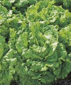 SUCRINE Conventional Seeds, LETTUCE ⋆ De Corato Sementi