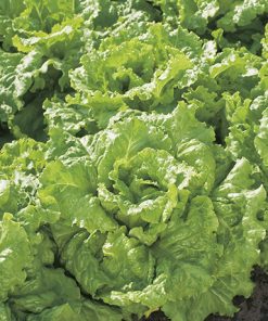 lettuce batavia pier benite seeds production
