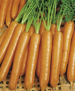 carrot berlicum 2 seeds production