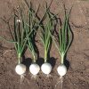 seed production Onion White Berlinda F1 De Corato Sementi DSA