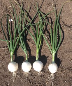 seed production Onion White Berlinda F1 De Corato Sementi DSA