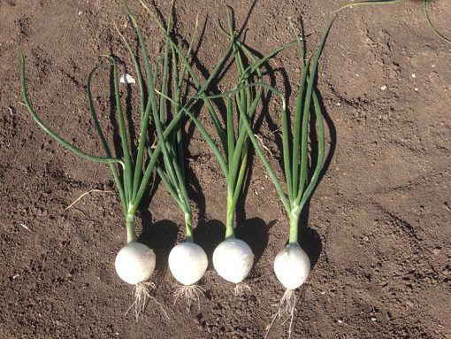 seed production Onion White Berlinda F1 De Corato Sementi DSA