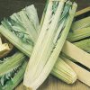 cardoon bianco avorio (white ivory) seeds production