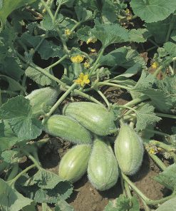 produzione semi carosello del sud italia bianco ovale