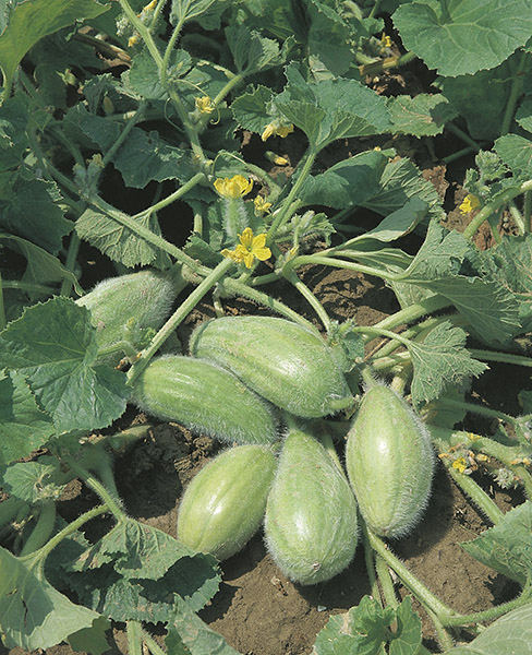 cucumbers from the south italy bianco ovale seeds production