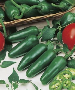 produzione semi peperone bilja
