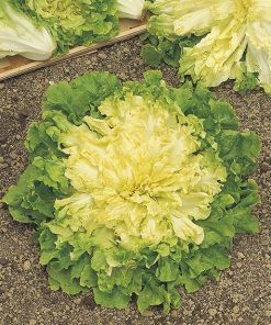 endive broad leaves bionda a cuore pieno seeds production