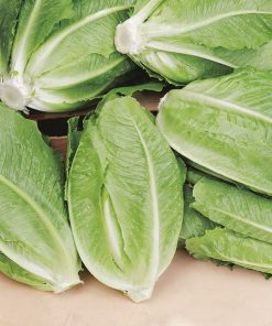 lettuce bionda degli ortolani seeds production