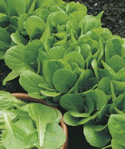 lettuce bionda foglia liscia seeds production