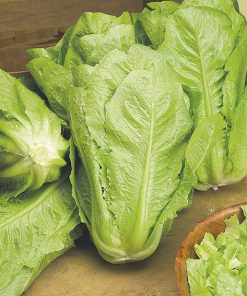 lettuce bionda lentissima a montare 2 seeds production