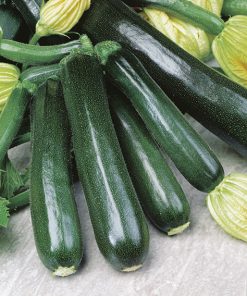 squash black beauty seeds production