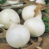 onion white blanc de rebouillon seeds production