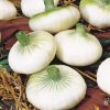onion white blanc premier seeds production
