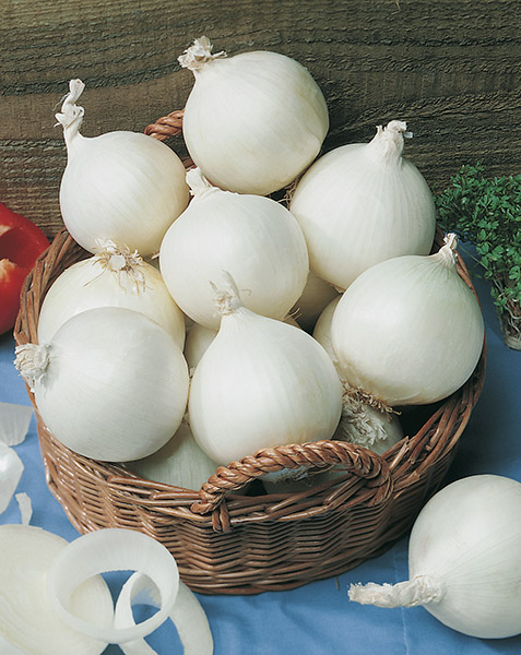 onion white blanco duro seeds production
