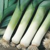 leek blaugroene winter 2 seeds production