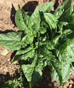 spinach bloomsdale long standing seeds production