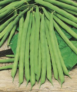 bean blue lake seeds production