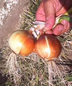 onion yellow bonty seeds production