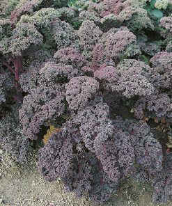 kale borecole red seeds production