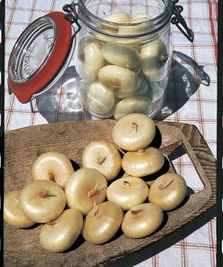 onion yellow borettana seeds production