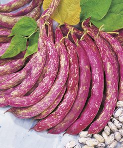 bean borlotto lingua di fuoco seeds production