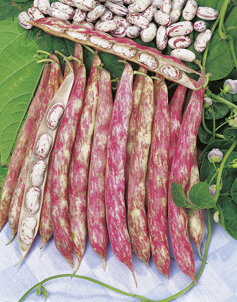 bean borlotto lingua di fuoco seeds production