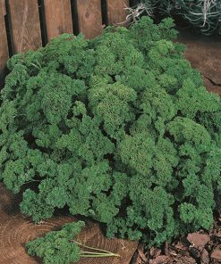 parsley bravour seeds production