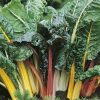 swiss chard bright mix seeds production