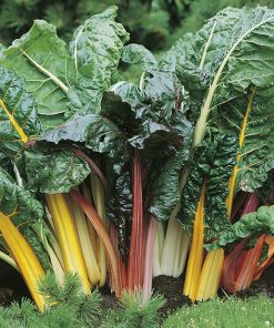swiss chard bright mix seeds production