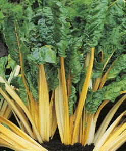 swiss chard bright yellow seeds production